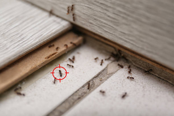 Best Cockroach Control Services  in Tecumseh, NE